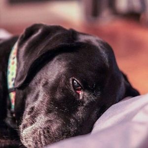 Meet your Posher, Janet